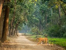 Jim Corbett Wildlife Tour With Nainital- 3 Nights & 4 Days