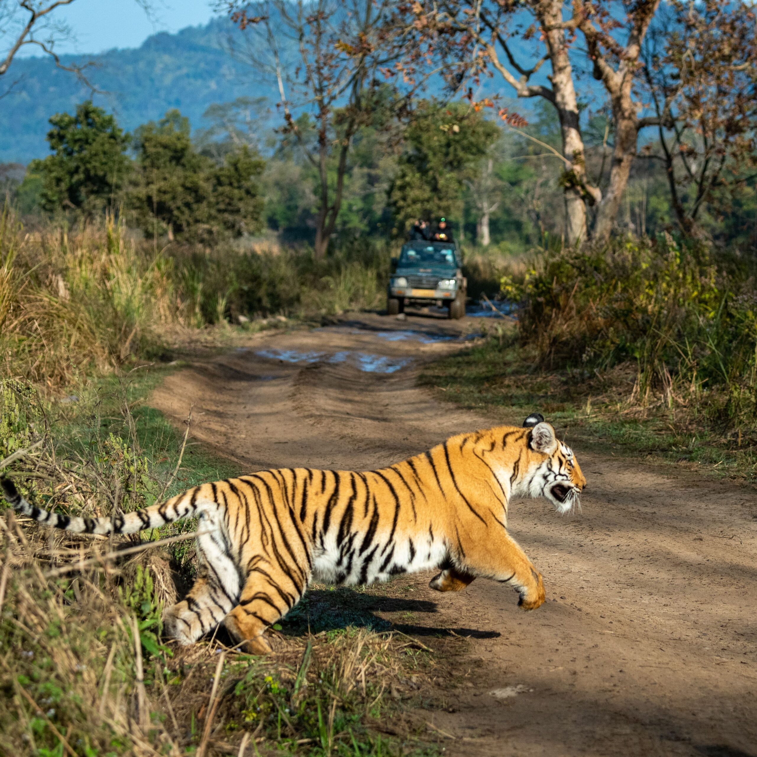 Wildlife Tour Package